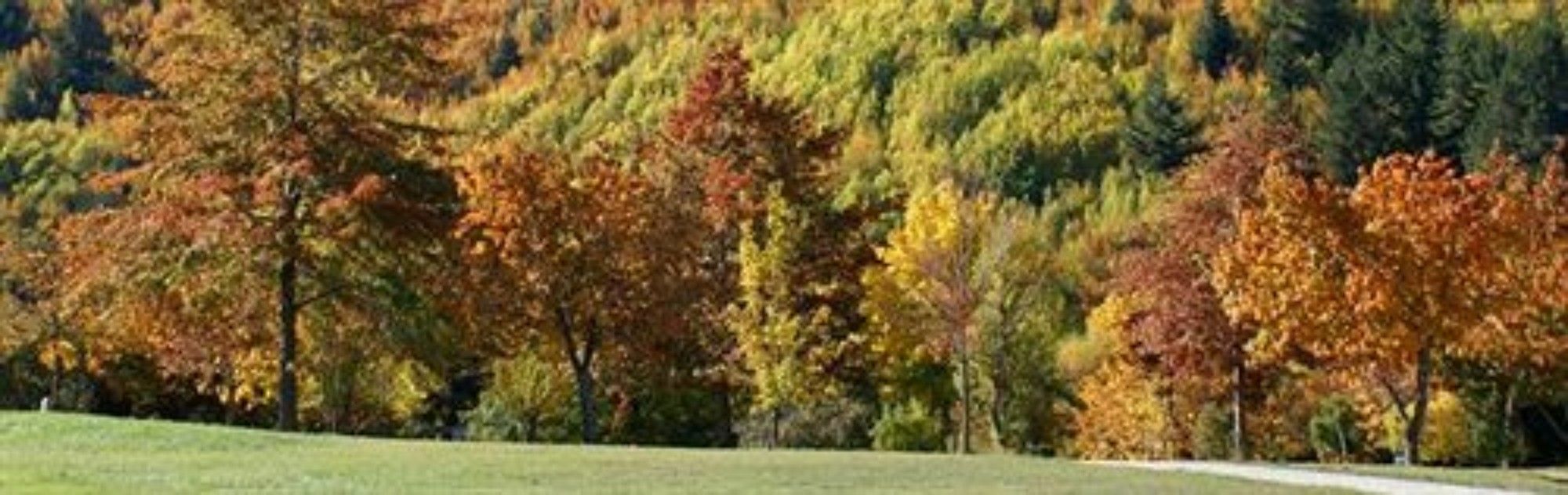 Holiday park Hampshire - 4*
